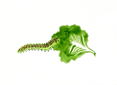 Caterpillar (book)
